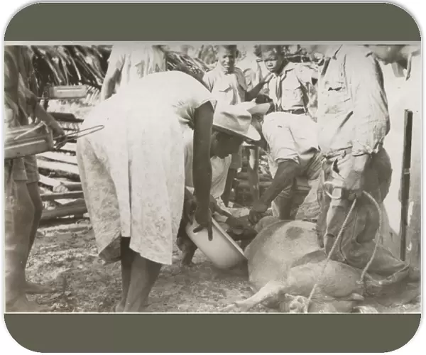 Butchering an animal at Bacalar, British Honduras