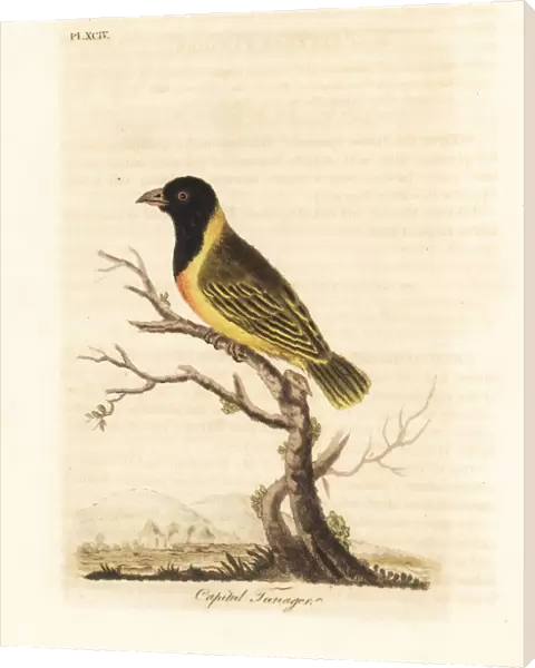 Black-headed yellow-collared weaver, Ploceus