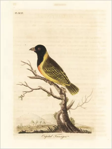 Black-headed yellow-collared weaver, Ploceus