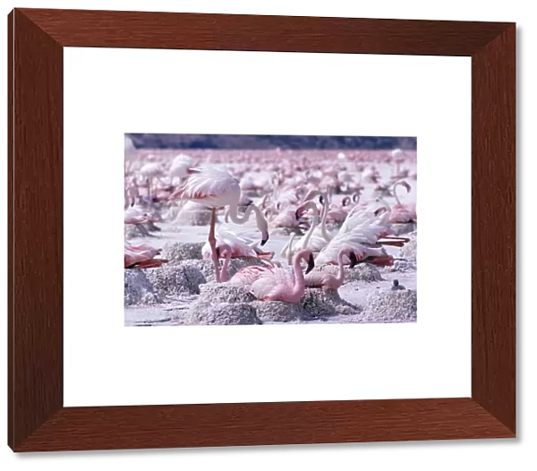 Lesser + Greater Flamingoes At nest
