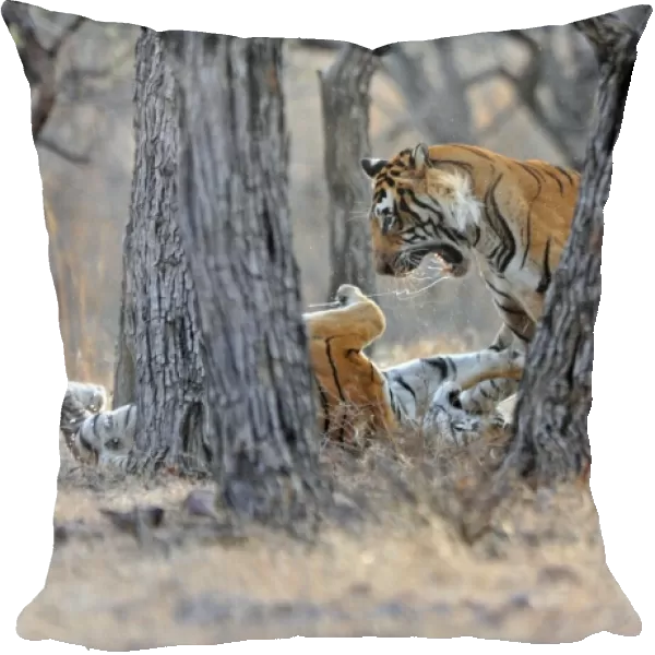 Tiger - male & female fighting over a kill - Ranthambhore National Park - Rajasthan - India