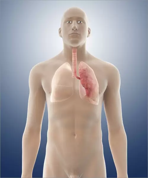 Lung anatomy, artwork C016  /  2905