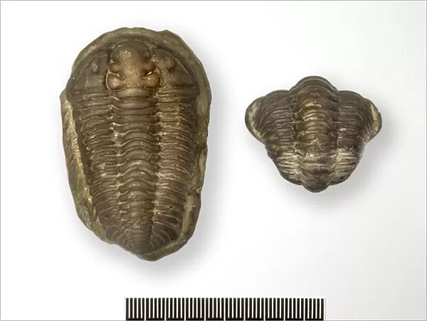 Locust trilobite fossils C016  /  5993