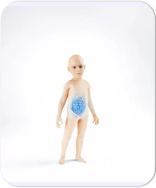 Child anatomy, artwork F006  /  3731