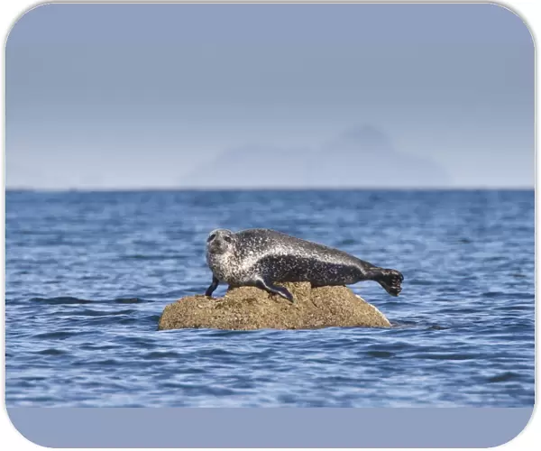 Common Seal (Phoca vitulina) adult, basking on rock, Firth of Clyde, Ballantrae, Ayrshire, Scotland, October