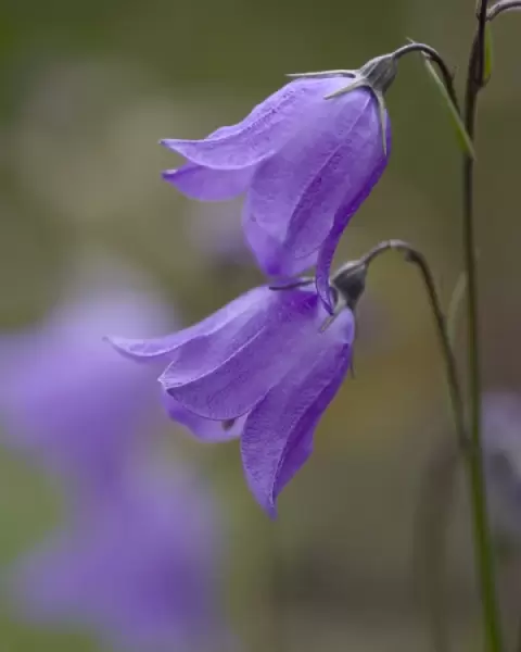 Mountain Harebell, Campanula Rotundifolia. A pair of blue Harebells