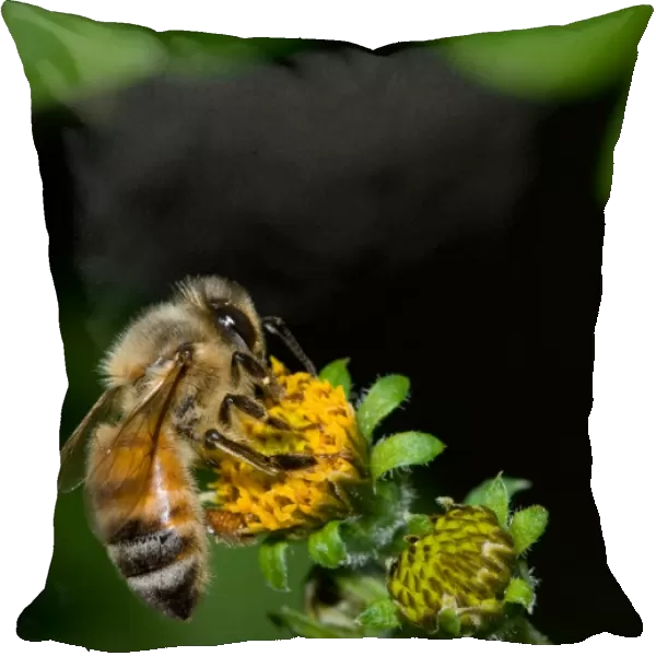Macro of an Honey bee on a flower