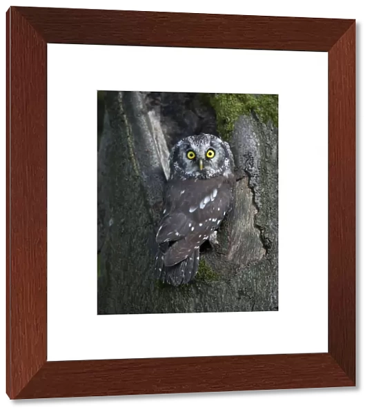 Boreal Owl or Tengmalms Owl -Aegolius funereus-, Rhineland-Palatinate, Germany