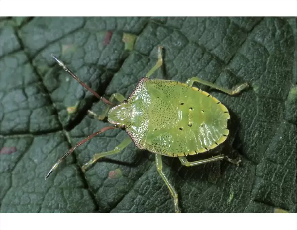 Green Shield Bug (Palomena prasina), larva