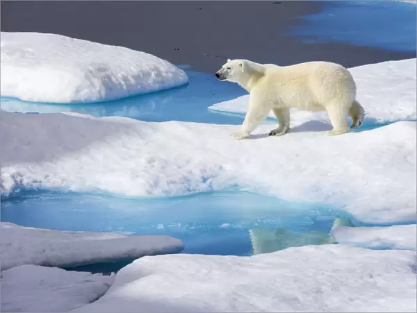 Young Polar bear (Ursus maritimus) walking across melting sea ice, Scott Inlet, Baffin Island