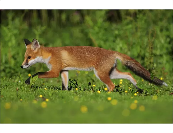 Three month old Red fox (Vulpes vulpes) cub walking through meadow, Dorset, England
