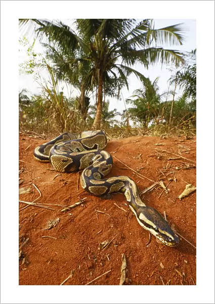 Royal python (Python regius) Togo. Controlled conditions