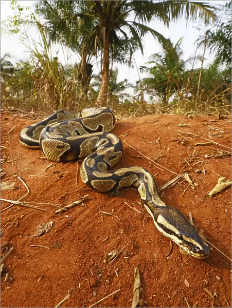 Royal python (Python regius) Togo. Controlled conditions