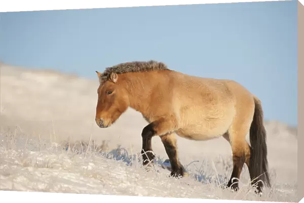 Przewalski horse (Equus ferus przewalski) Khustain Nuruu National Park, Mongolia