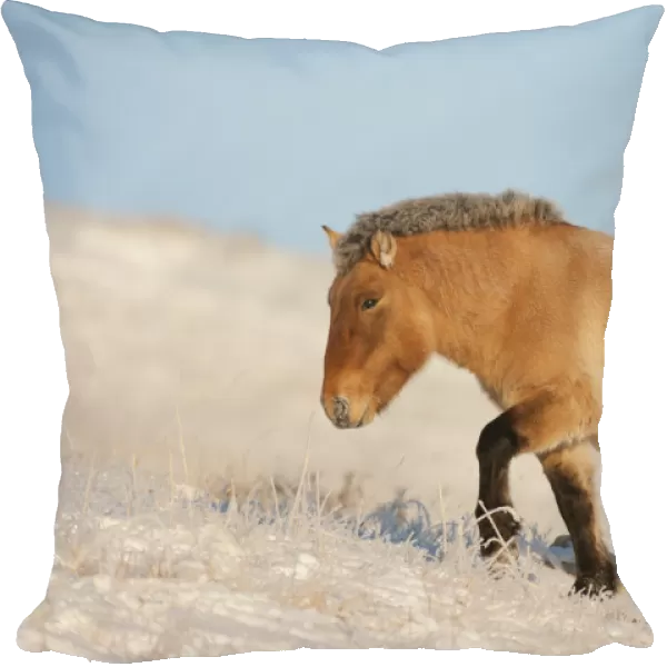 Przewalski horse (Equus ferus przewalski) Khustain Nuruu National Park, Mongolia