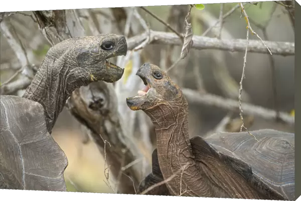 San Cristobal giant tortoises (Chelonoidis chatamensis), fighting, Galapaguera, San