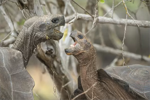 San Cristobal giant tortoises (Chelonoidis chatamensis), fighting, Galapaguera, San