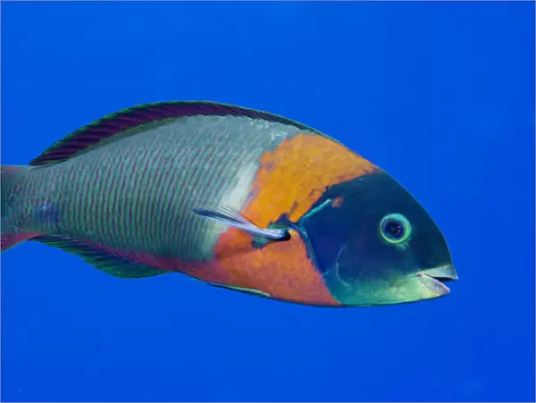 USA, Colorful Fish In Open Water; Hawaii, Saddle Wrasse (Thalassoma Duperrey)