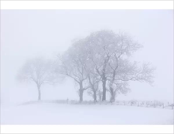 Trees Seen Through Winter Whiteout