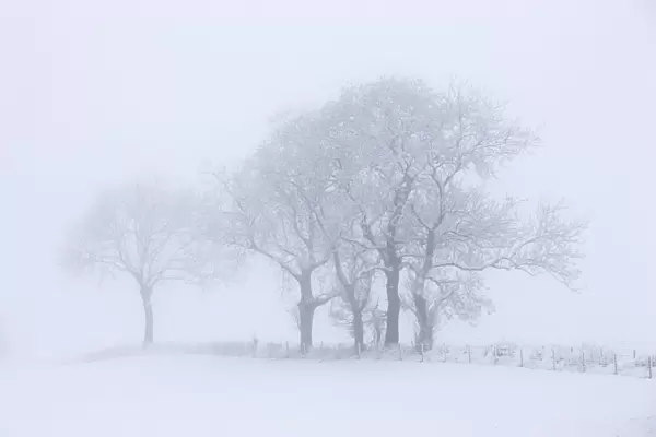 Trees Seen Through Winter Whiteout
