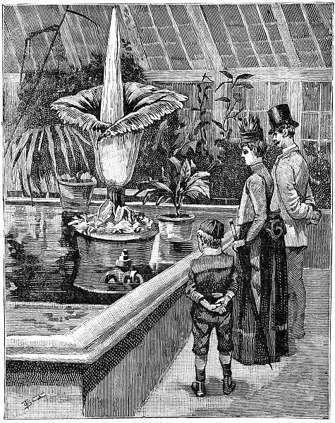 Titan arum flowering at Kew, 1889