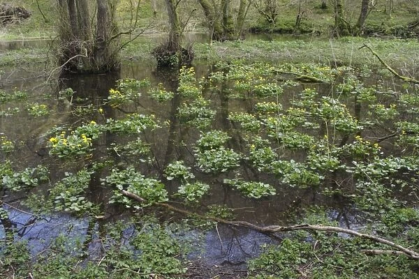 Marsh Marigold (Caltha palustris) flowering, mass growing in floodwater of wooded valley, Lathkill Dale Nature Reserve