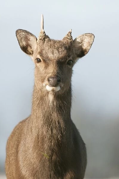 Sika Deer (Cervus nippon) introduced species, stag, winter coat, close-up of head, Kent, England, January