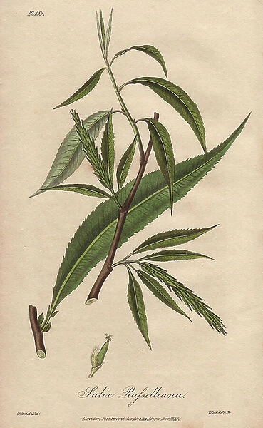 Crack willow, Salix fragilis