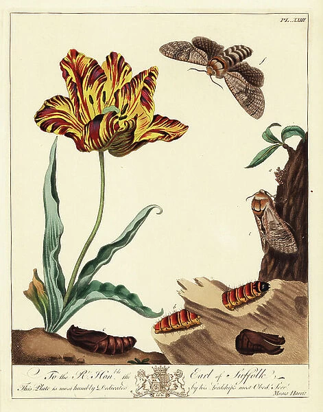 Goat moth, Cossus ligniperda, flying near a tulip while a caterpillar feeds on willow bark. Handcoloured lithograph after an illustration by Moses Harris from 'The Aurelian; a Natural History of English Moths