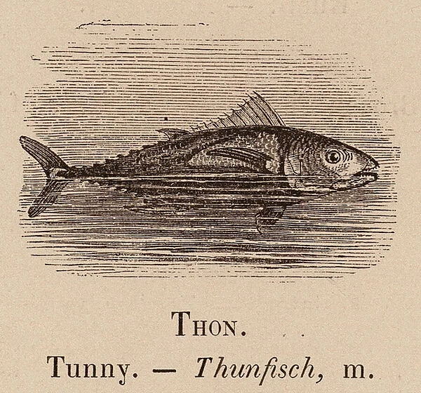 Le Vocabulaire Illustre: Thon; Tunny; Thunfisch (engraving)