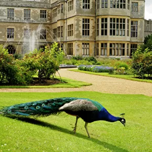 Audley End House Photographic Print Collection: Audley End gardens