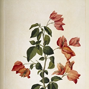 Bougainvillea spectabilis, paper flower