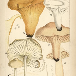 Golden chanterelle, gilled mushroom, waxy cap