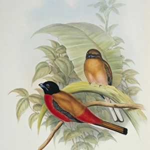 Trogons Collection: Scarlet Rumped Trogon