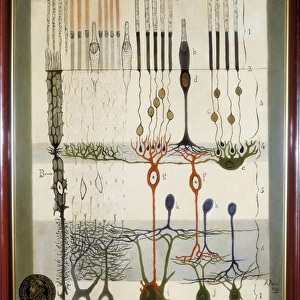 Scientists Collection: Santiago Ramon y Cajal