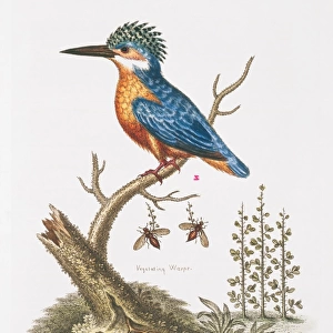 Kingfishers Collection: Blue Breasted Kingfisher