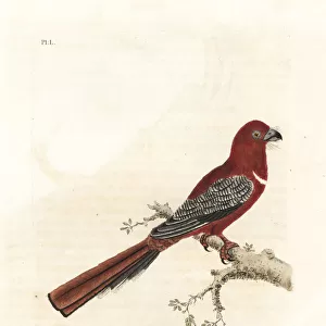 Trogons Collection: Red Headed Trogon