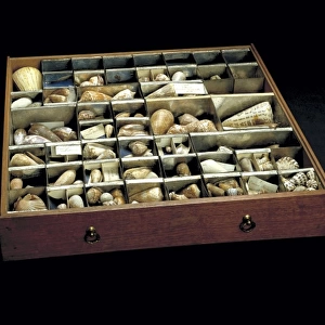 Shells from Sir Joseph Banks collection