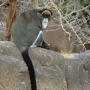 Cercopithecidae Collection: De Brazzas Monkey