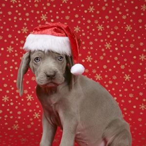 DOG. Weimaraner with Christmas hat on in front of Christmas background
