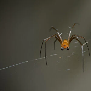 Spiders Collection: Golden Silk Orb Weaver