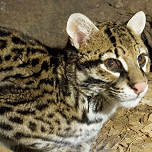 Cats (Wild) Collection: Ocelot