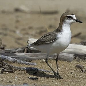 Charadriidae Collection: Red Capped Plover