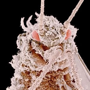 Hemiptera Collection: Cotton Aphid
