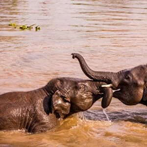 Baby elephants playing in the river, Chitwan Elephant Sanctuary, Nepal, Asia