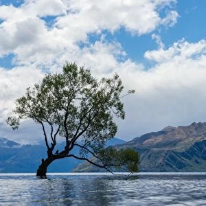 A lonely tree is silhouetted in a lake in the mountains, Wanaka, Otago, South Island