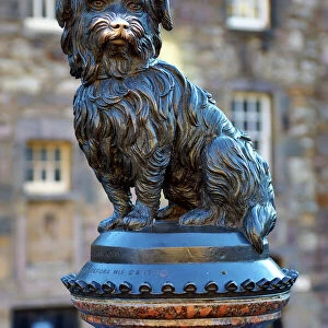 Terrier Collection: Skye Terrier