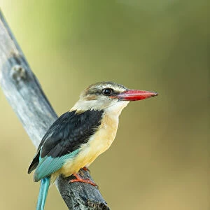 Kingfishers Collection: Brown Hooded Kingfisher