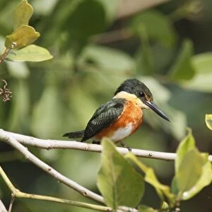 Kingfishers Collection: American Pygmy Kingfisher