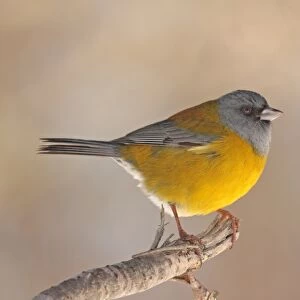 Tanagers Collection: Patagonian Sierra Finch